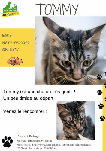 TOMMY chat